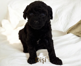 Orijinal Toy Poodle Siyah yavru - Dişi